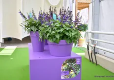 Salvia Salgoon series, four new colours. One of them (in the picture) is Lake Blueberry. The varieties are more compact, rich flowering and the Lake Blueberry has an intensive blue color.